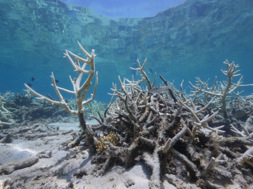 great barrier reef coral bleaching wwf