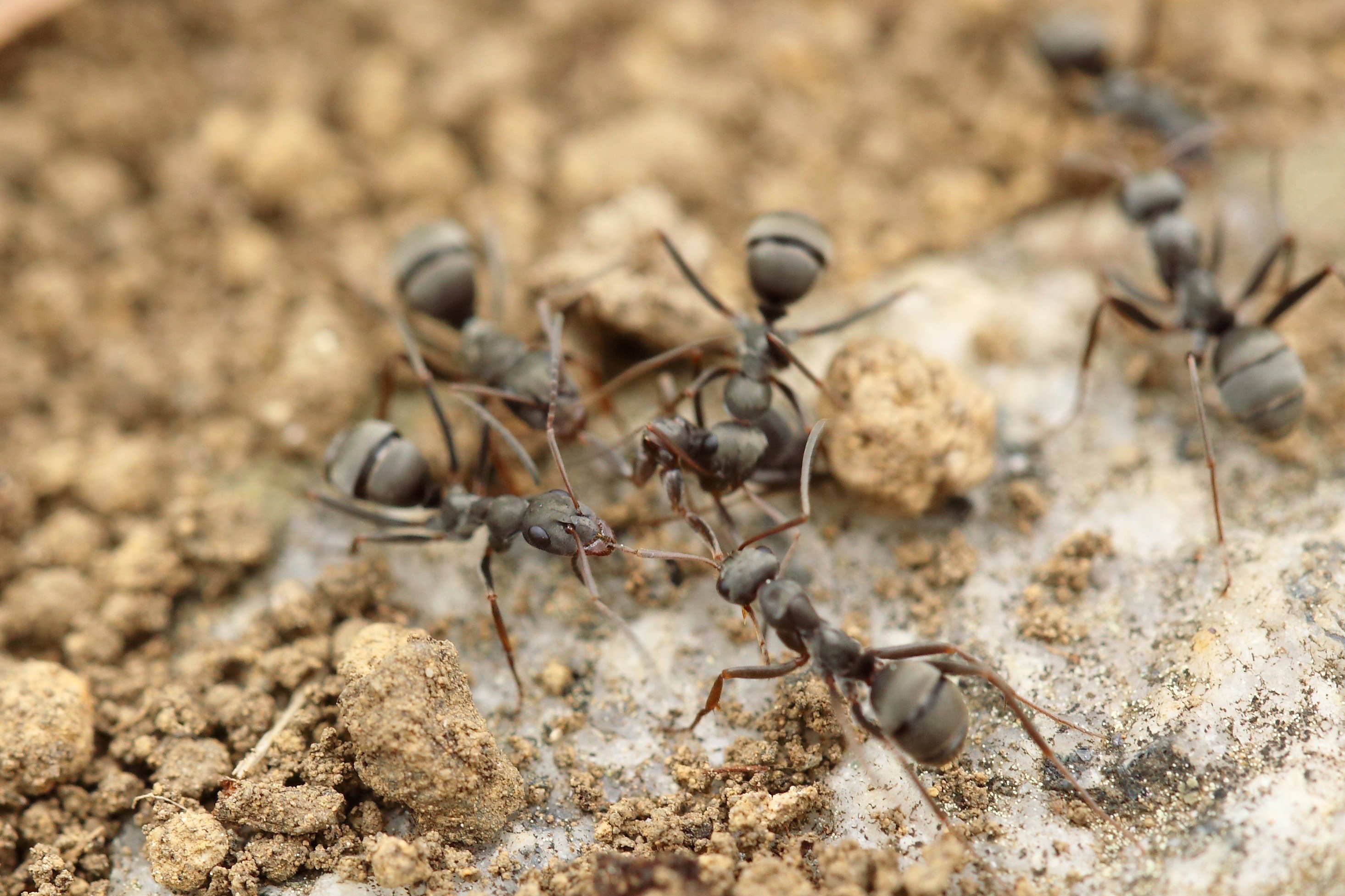 ant-warder