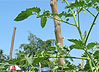 Going Green: A Step At A Time