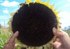 Flower Power