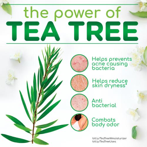 The benefits of tea tree on the body