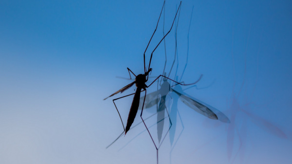 4 Things That Make You Attractive to Mosquitoes