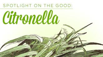 Spotlight on the Good: Citronella Oil