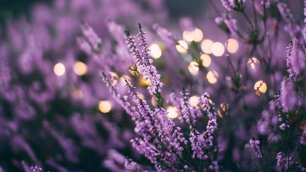 3 Ways to Use Your Lavender Oil this Summer