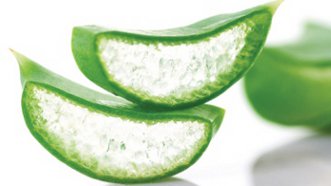 Spotlight on the Good: Aloe Vera, Nature’s Band Aid